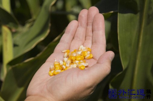 進(jìn)口 中國 精煉銅 五礦